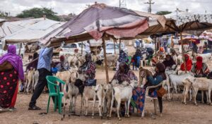 Piața de animale, Hargeisa