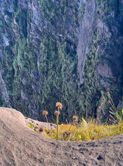 Hău amețitor și floricele, Roraima