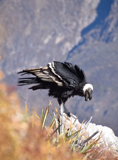 Condor de Peru